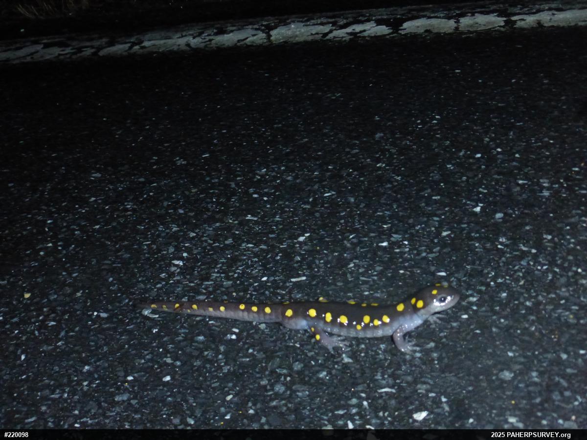 Spotted Salamander