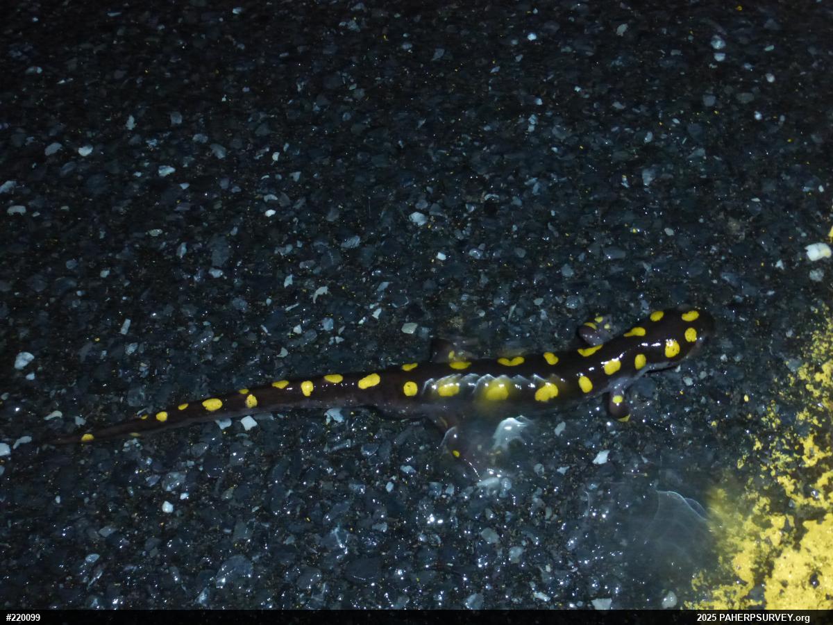 Spotted Salamander
