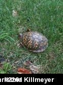 Eastern Box Turtle