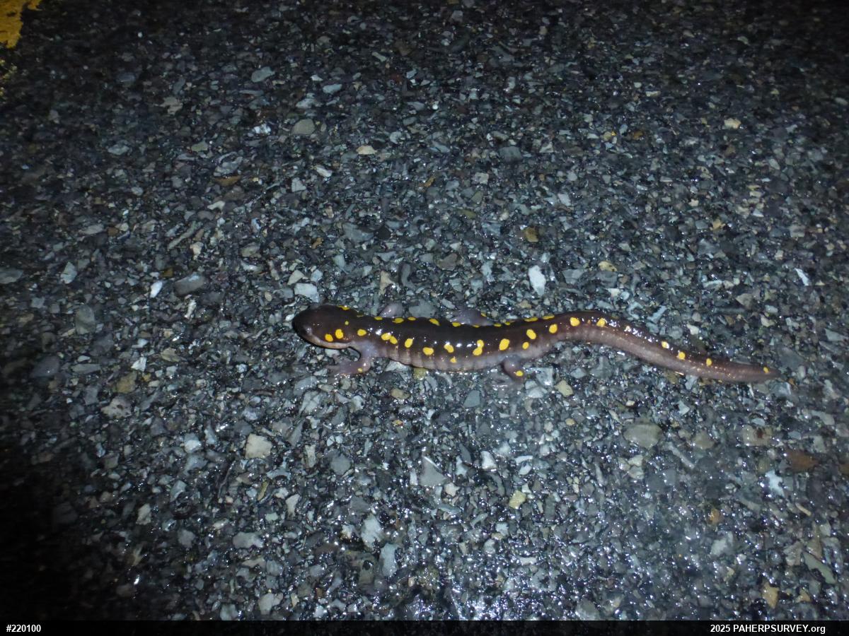 Spotted Salamander