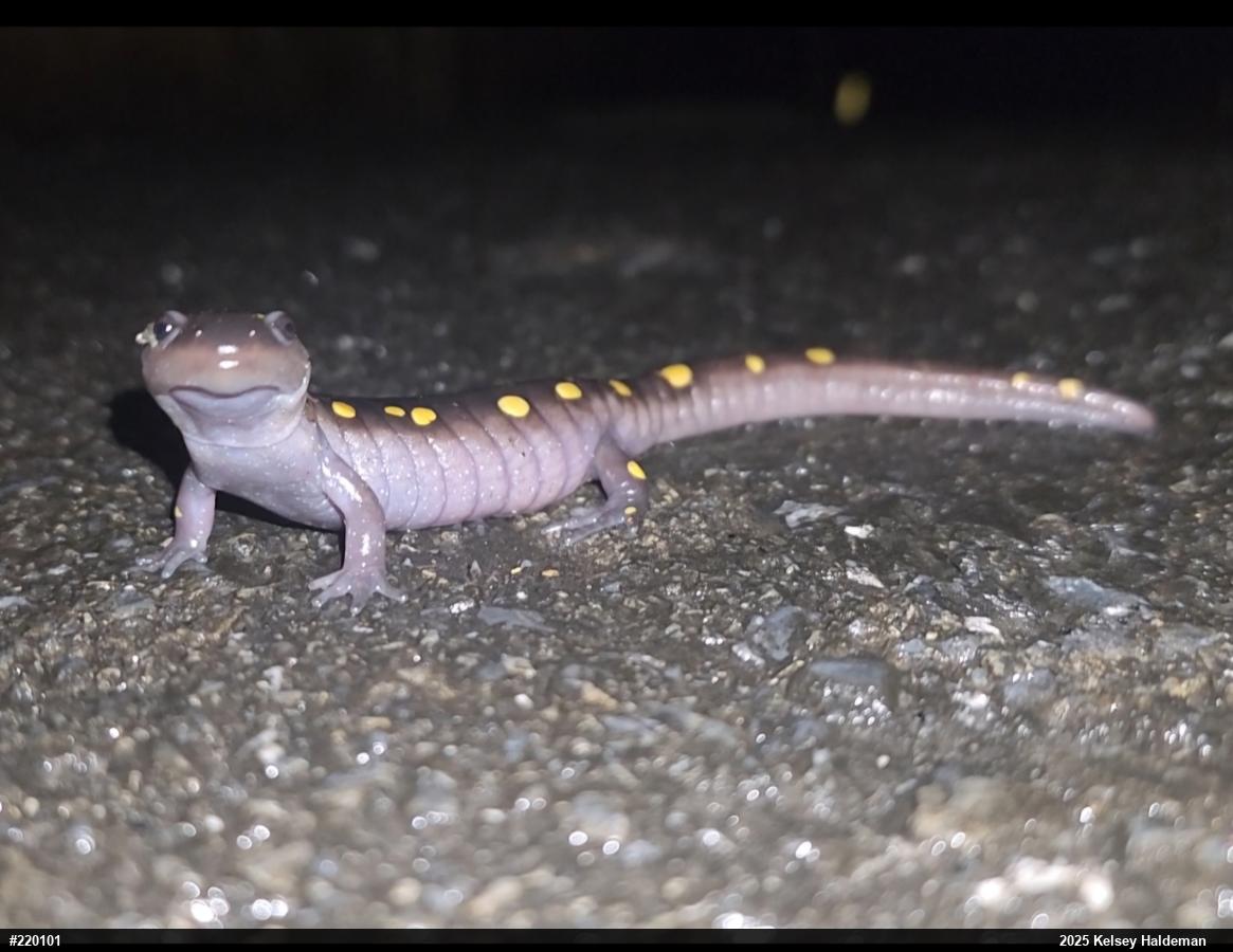 Spotted Salamander