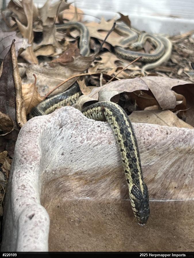 Eastern Gartersnake