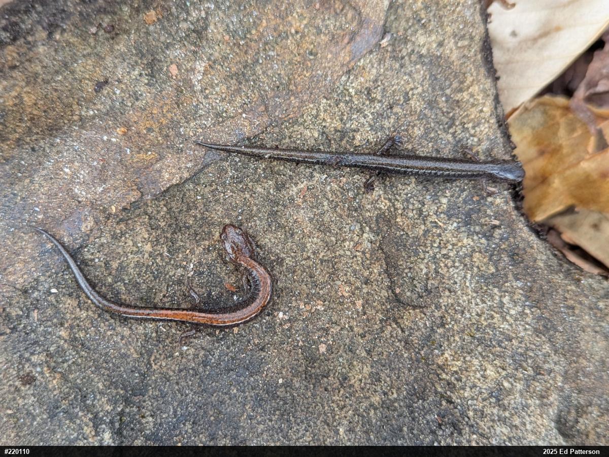 Eastern Red-backed  Salamander