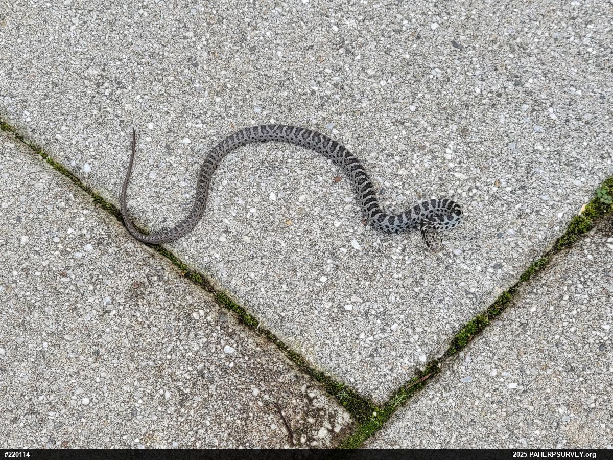 Northern Black Racer