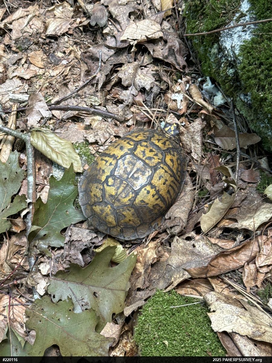 Eastern Box Turtle