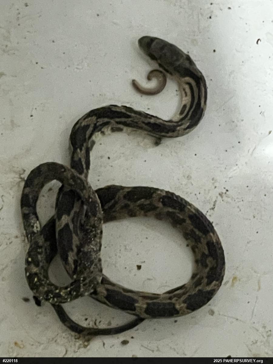 Eastern Ratsnake