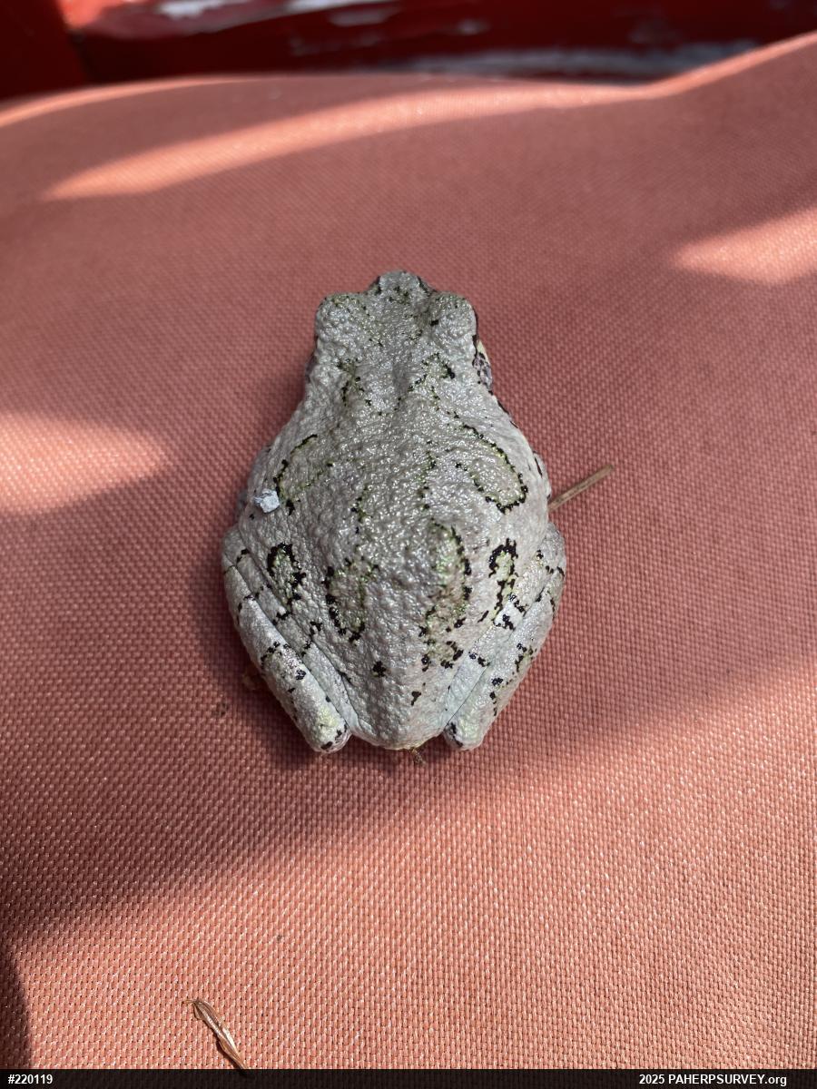 Unknown Gray Treefrog