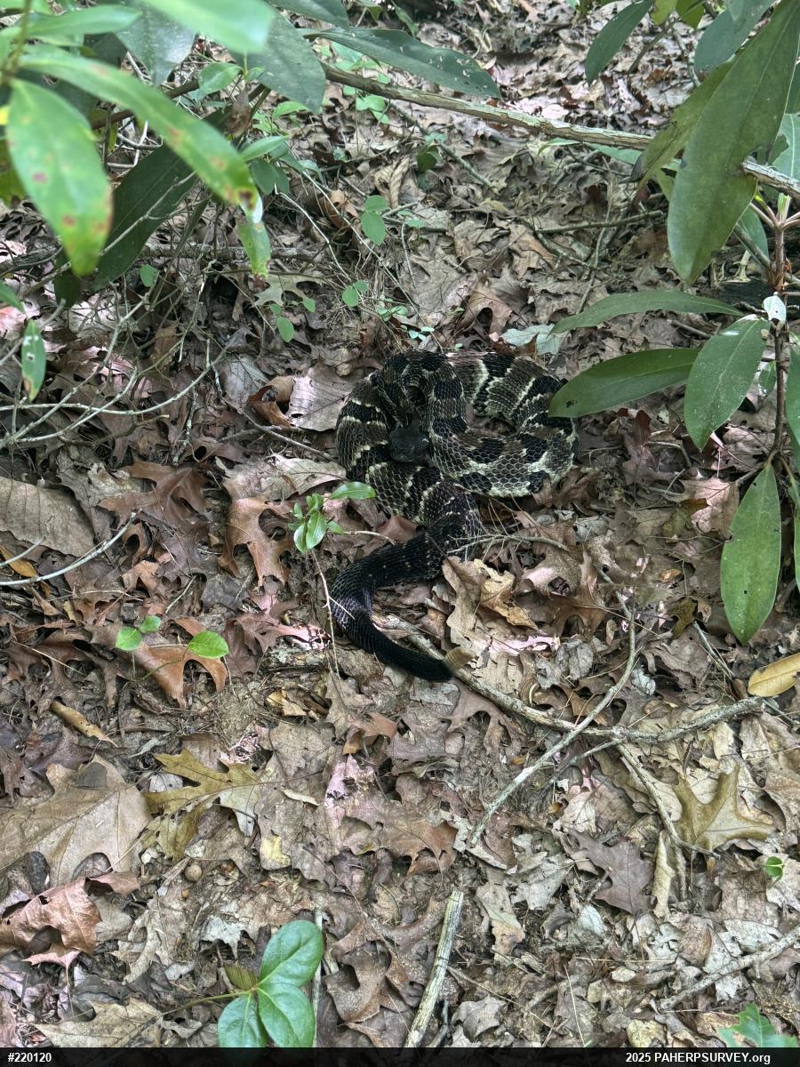 Timber Rattlesnake