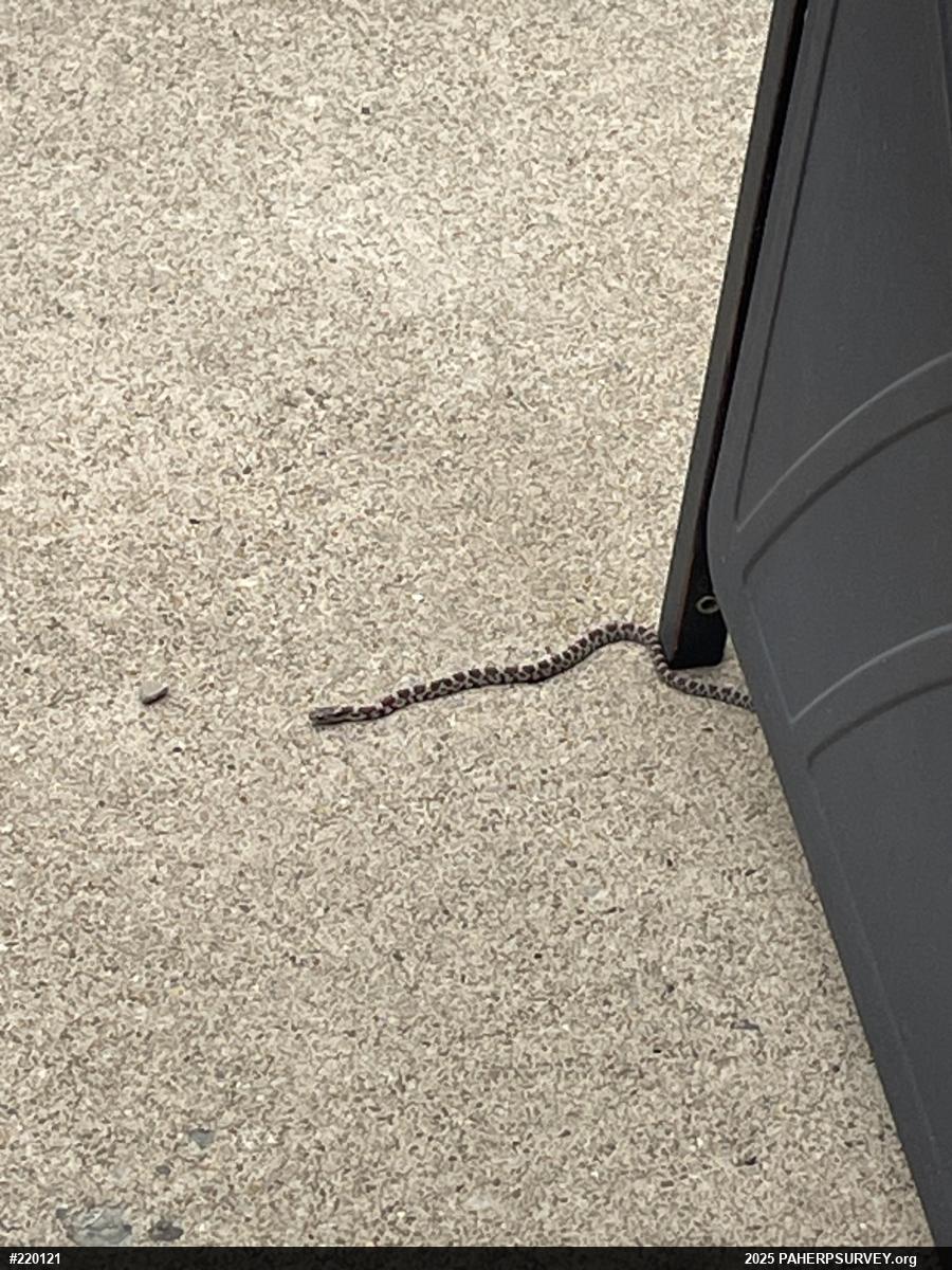 Eastern Milksnake