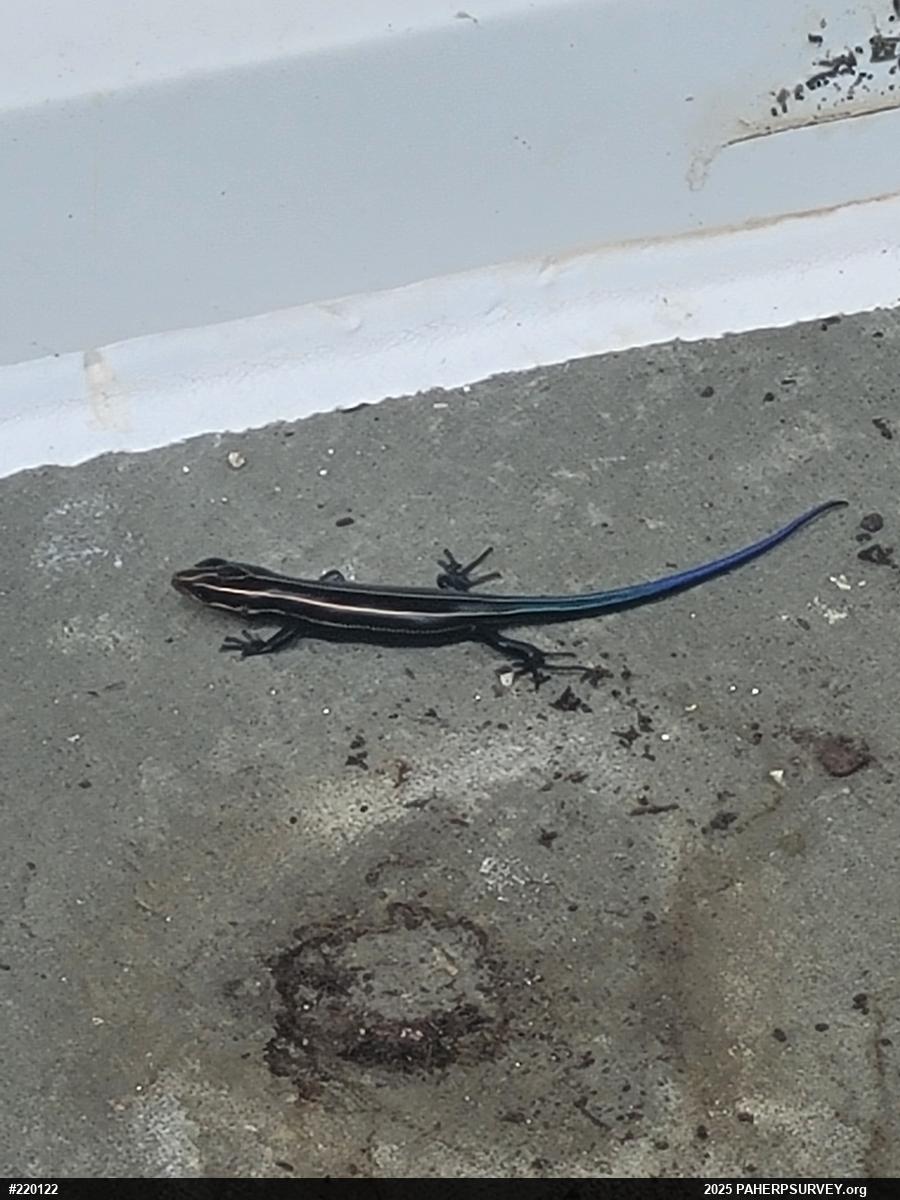 Common Five-lined Skink