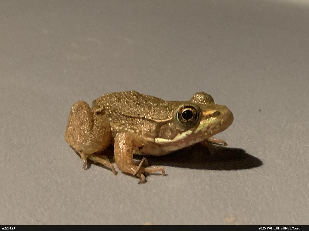 Green Frog
