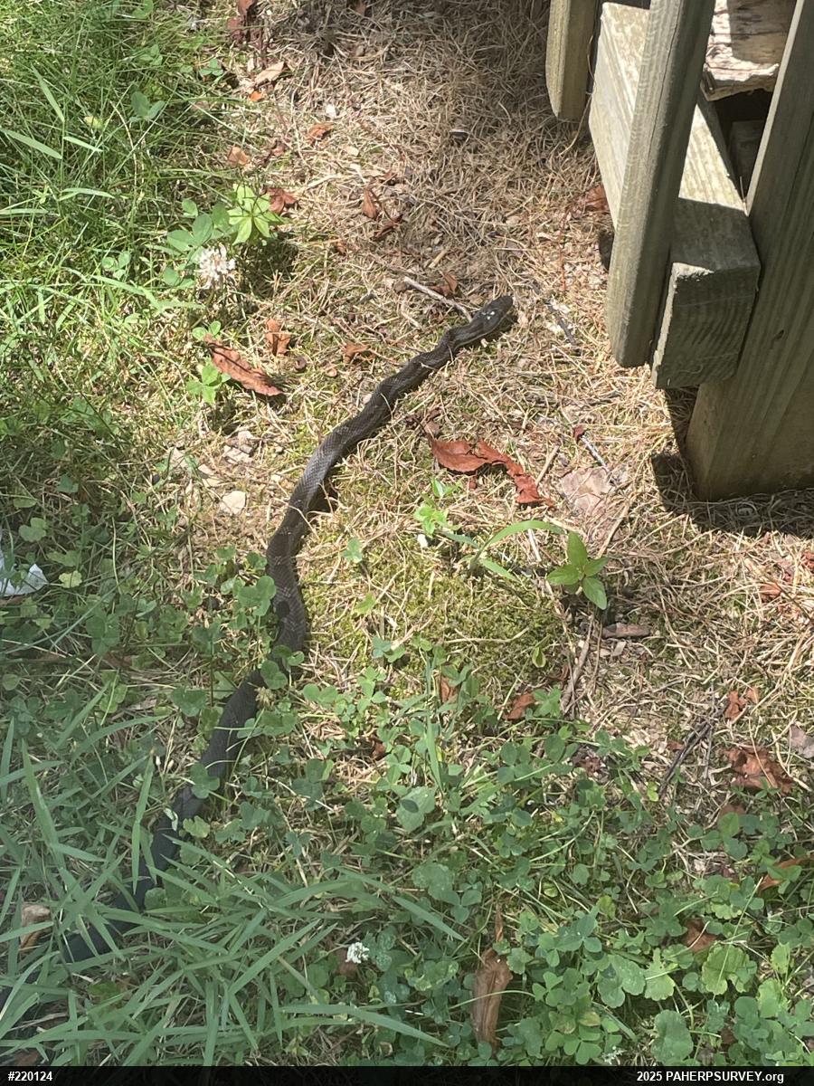 Eastern Ratsnake