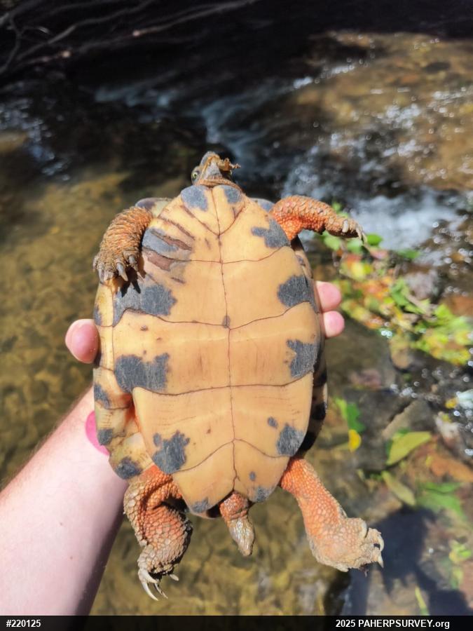Wood Turtle