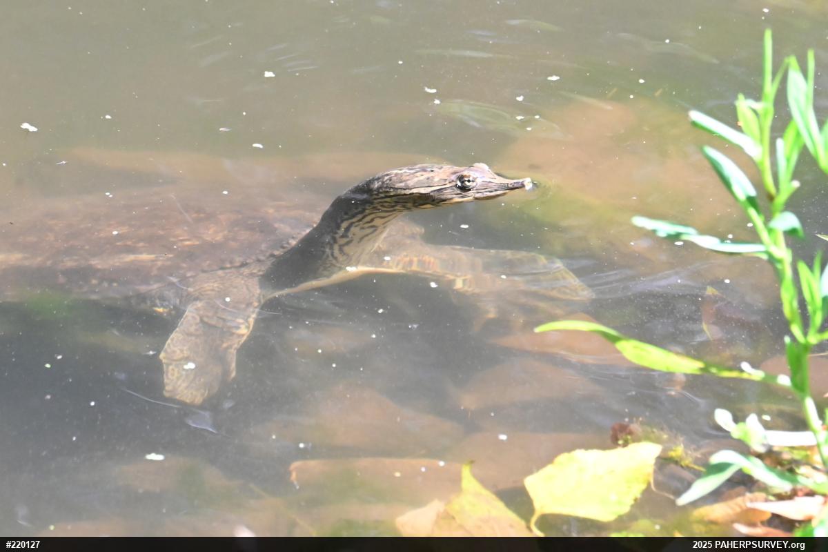 Eastern Spiny Softshell