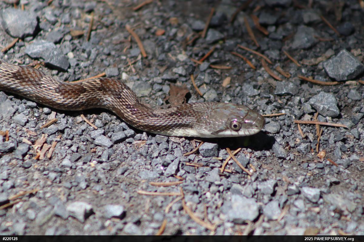 Eastern Ratsnake