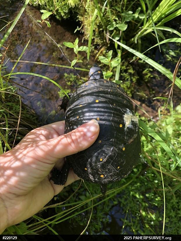 Spotted Turtle