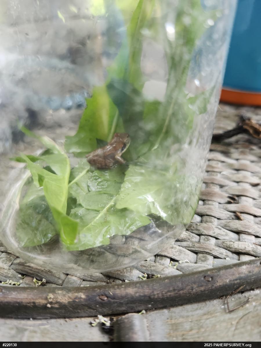 Wood Frog