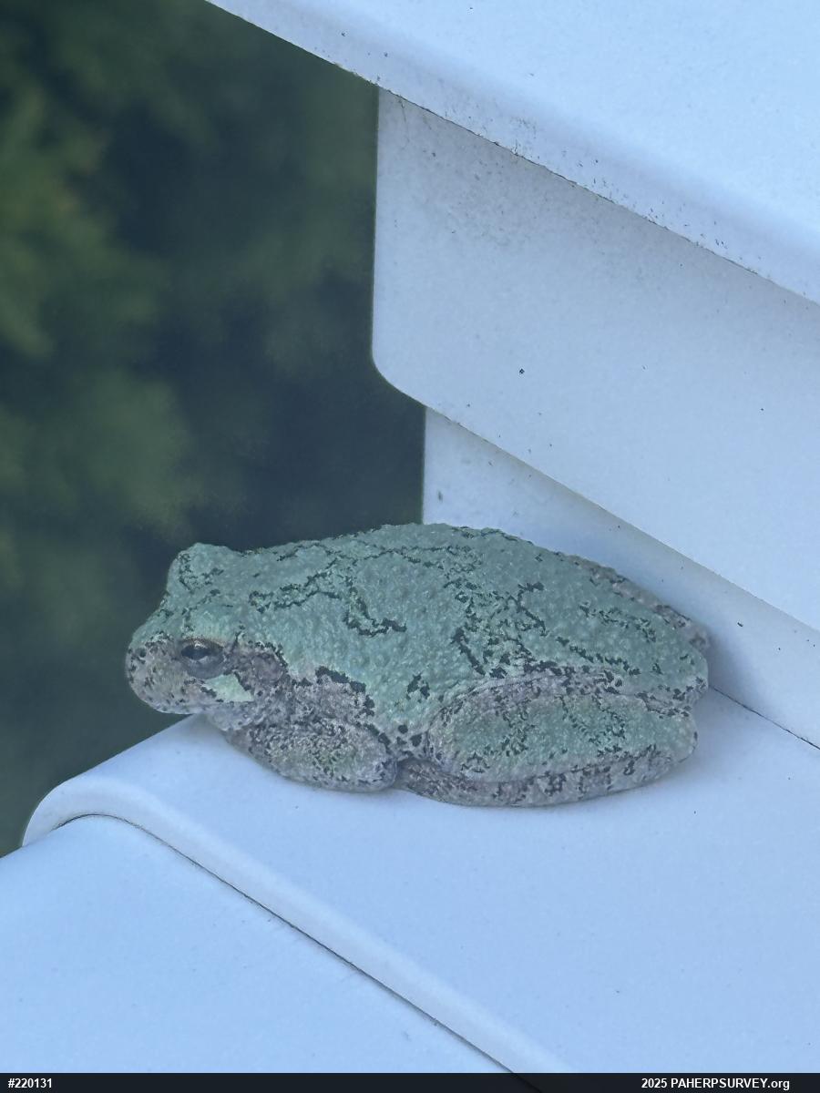Unknown Gray Treefrog