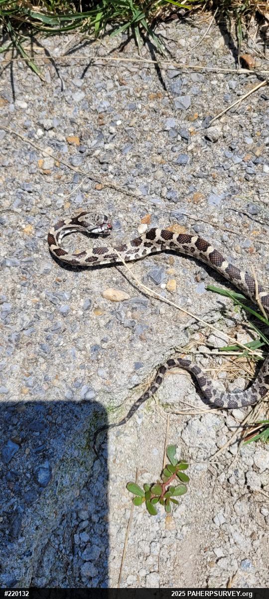 Eastern Ratsnake