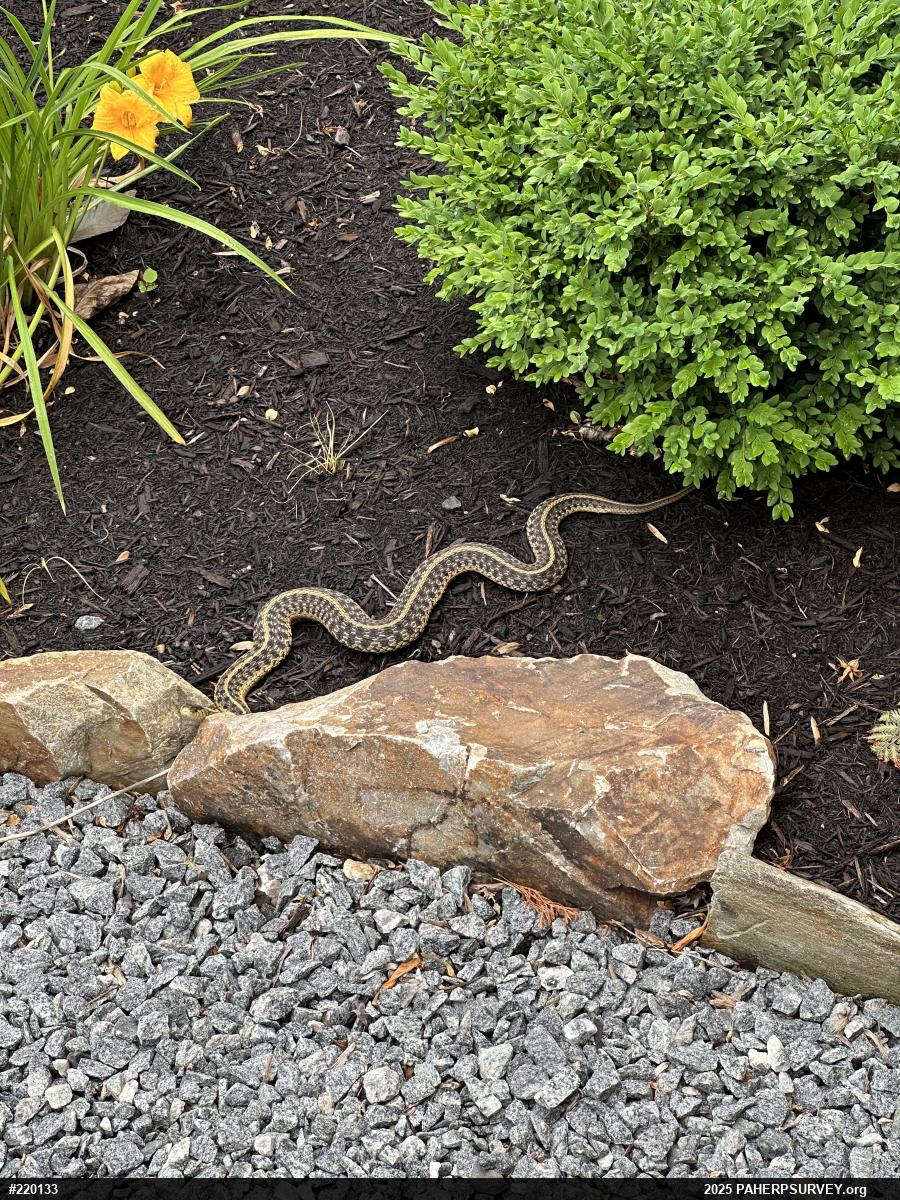 Eastern Gartersnake