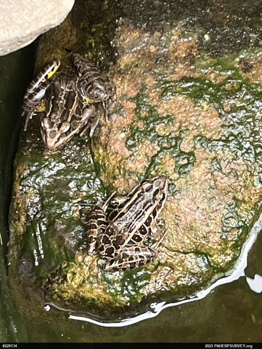 Pickerel Frog