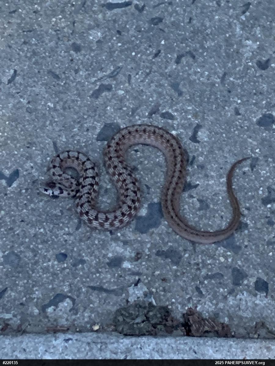 Dekay's Brownsnake