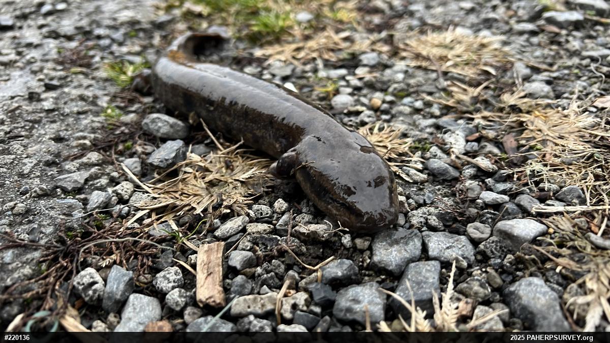 Common Mudpuppy