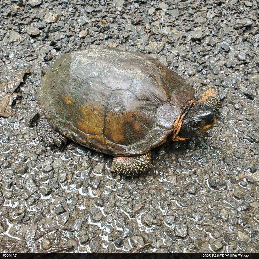 Wood Turtle