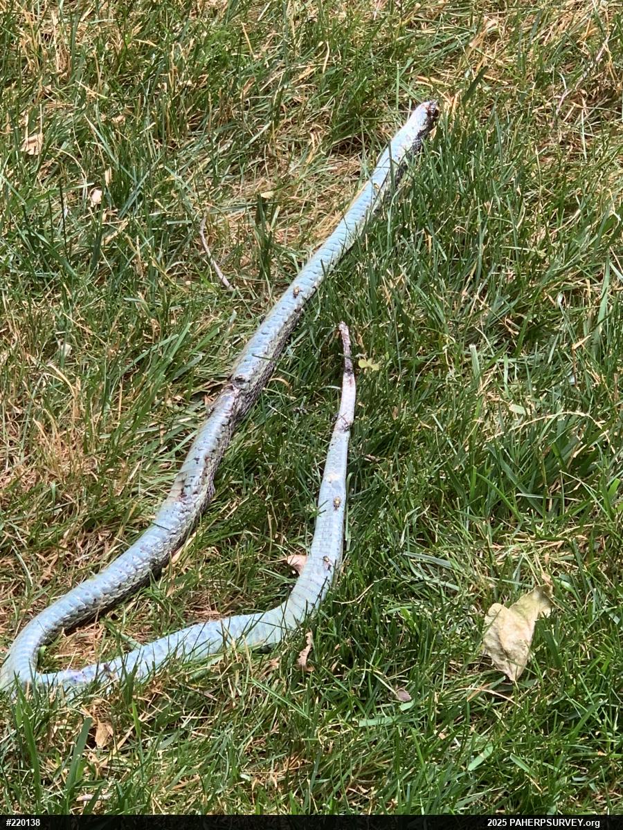 Eastern Gartersnake