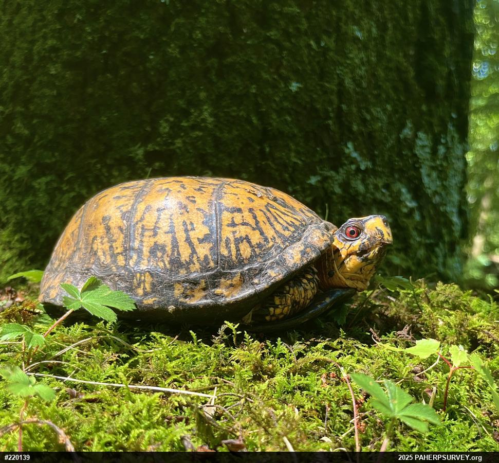 Eastern Box Turtle