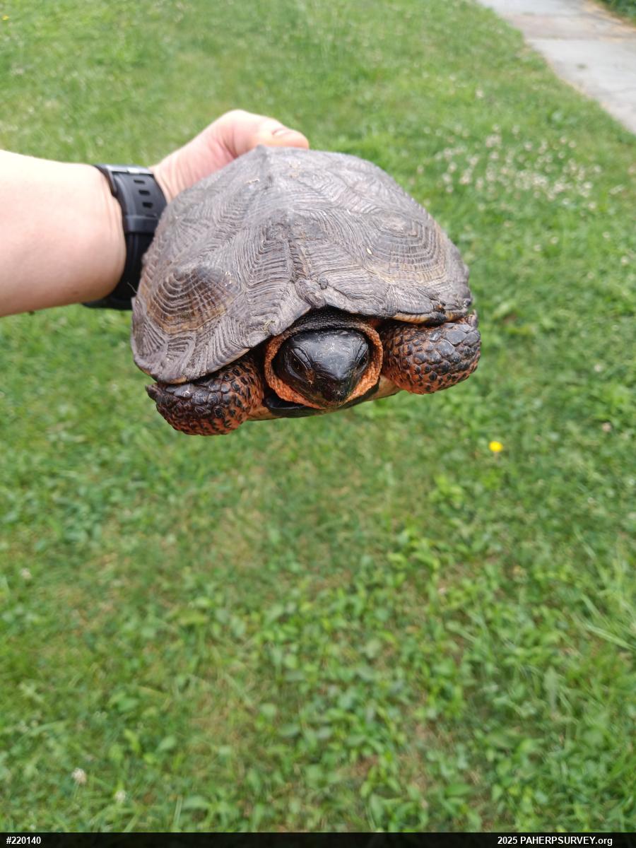 Wood Turtle