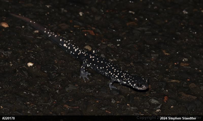 Northern Slimy Salamander