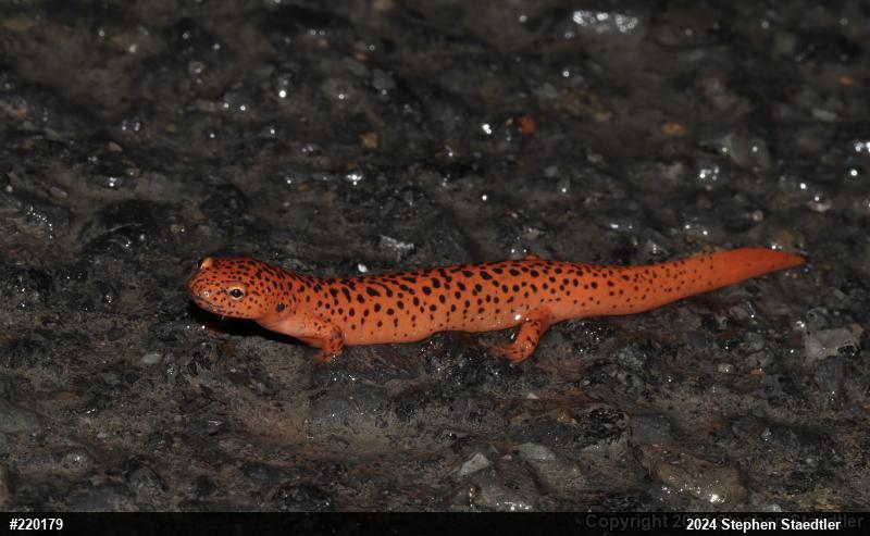 Northern Red Salamander