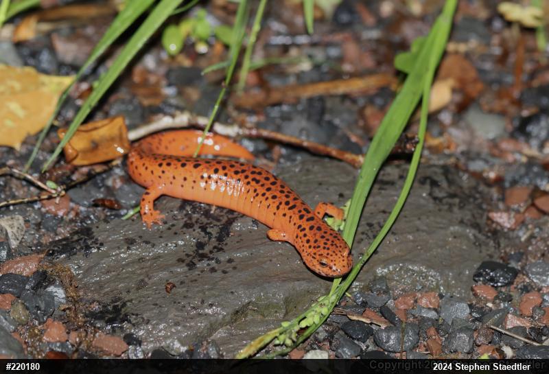 Northern Red Salamander