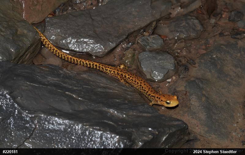 Eastern Long-tailed Salamander