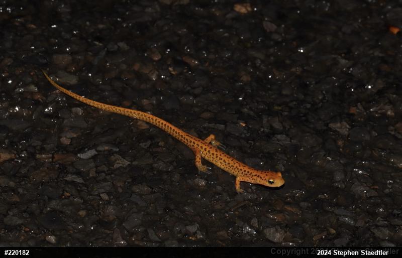 Eastern Long-tailed Salamander