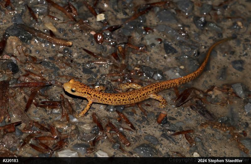 Eastern Long-tailed Salamander