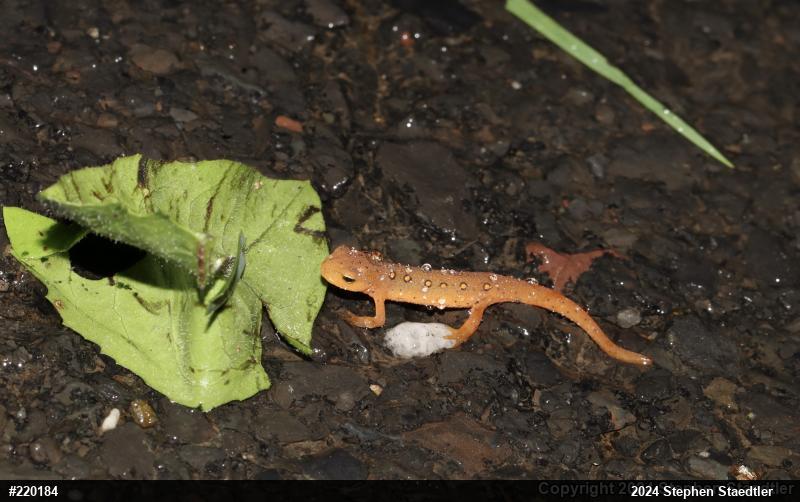 Red-spotted Newt