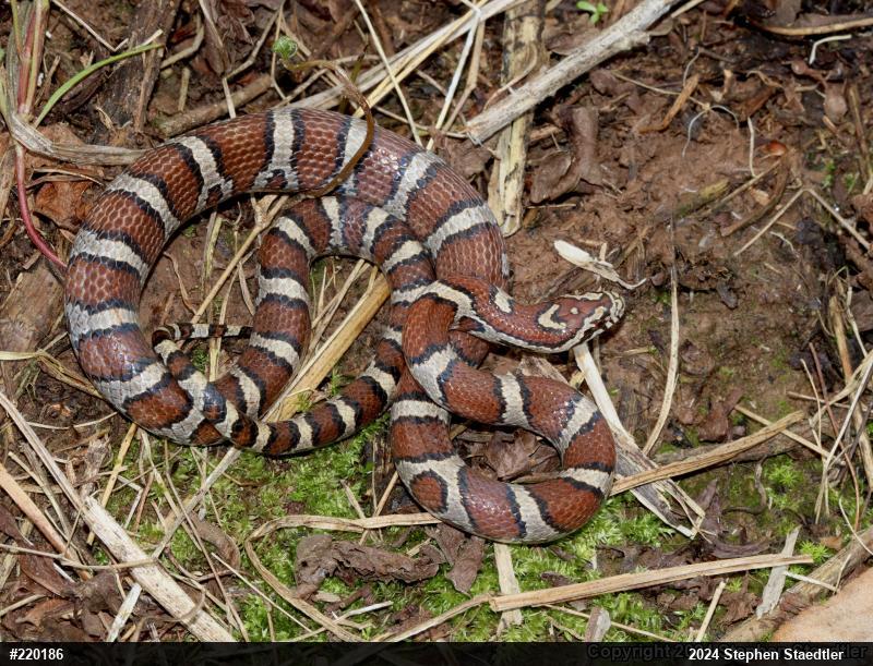 Eastern Milksnake
