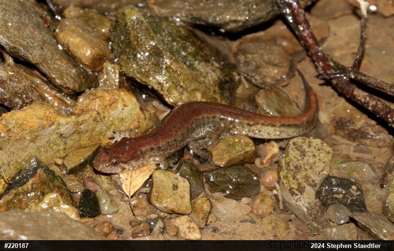 Northern Dusky Salamander