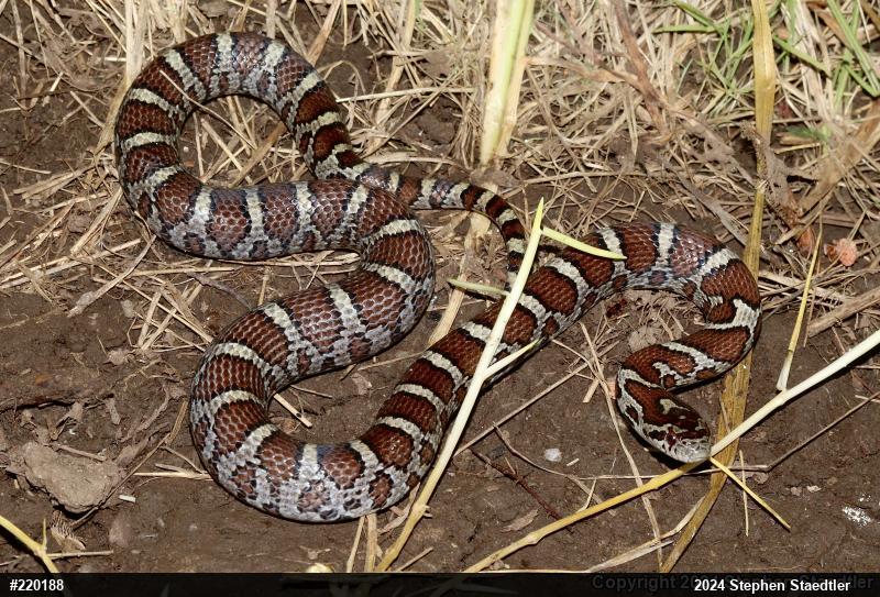 Eastern Milksnake