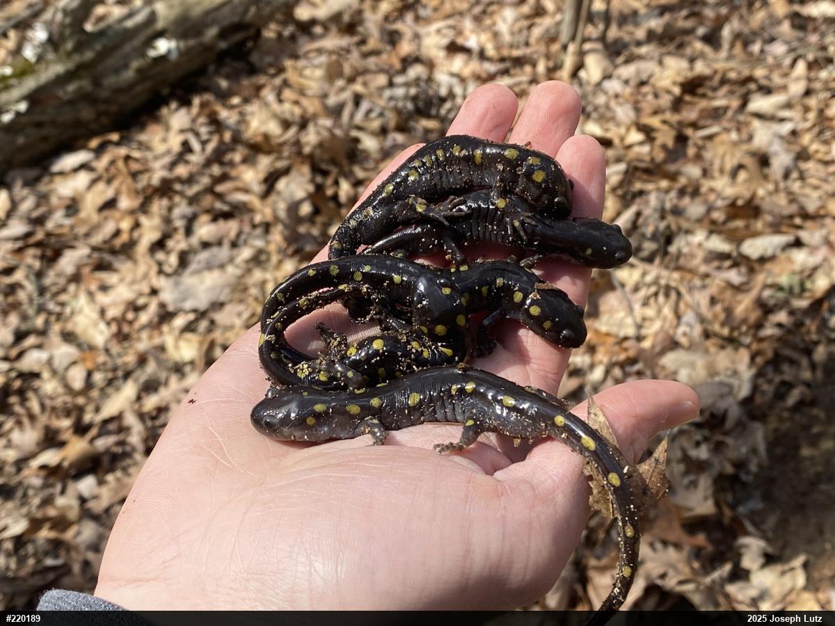 Spotted Salamander