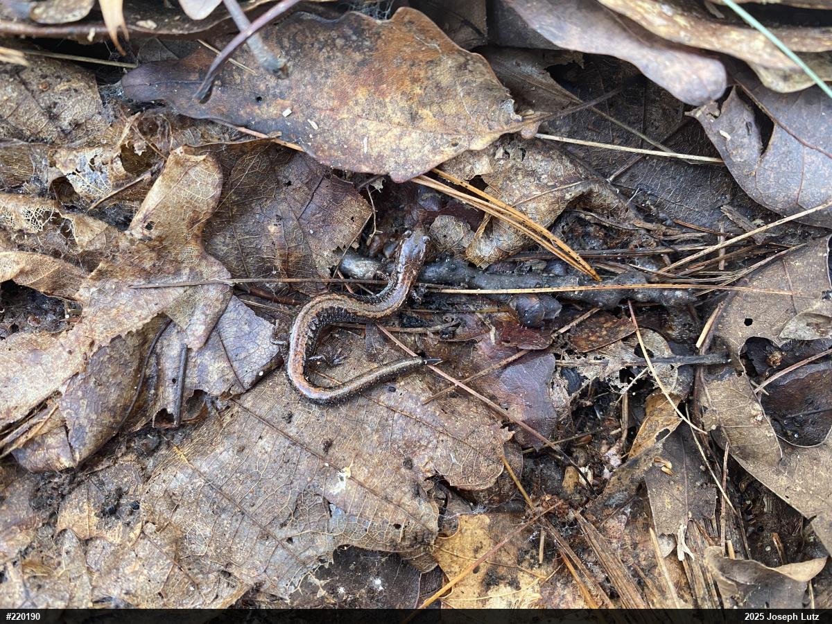 Eastern Red-backed  Salamander