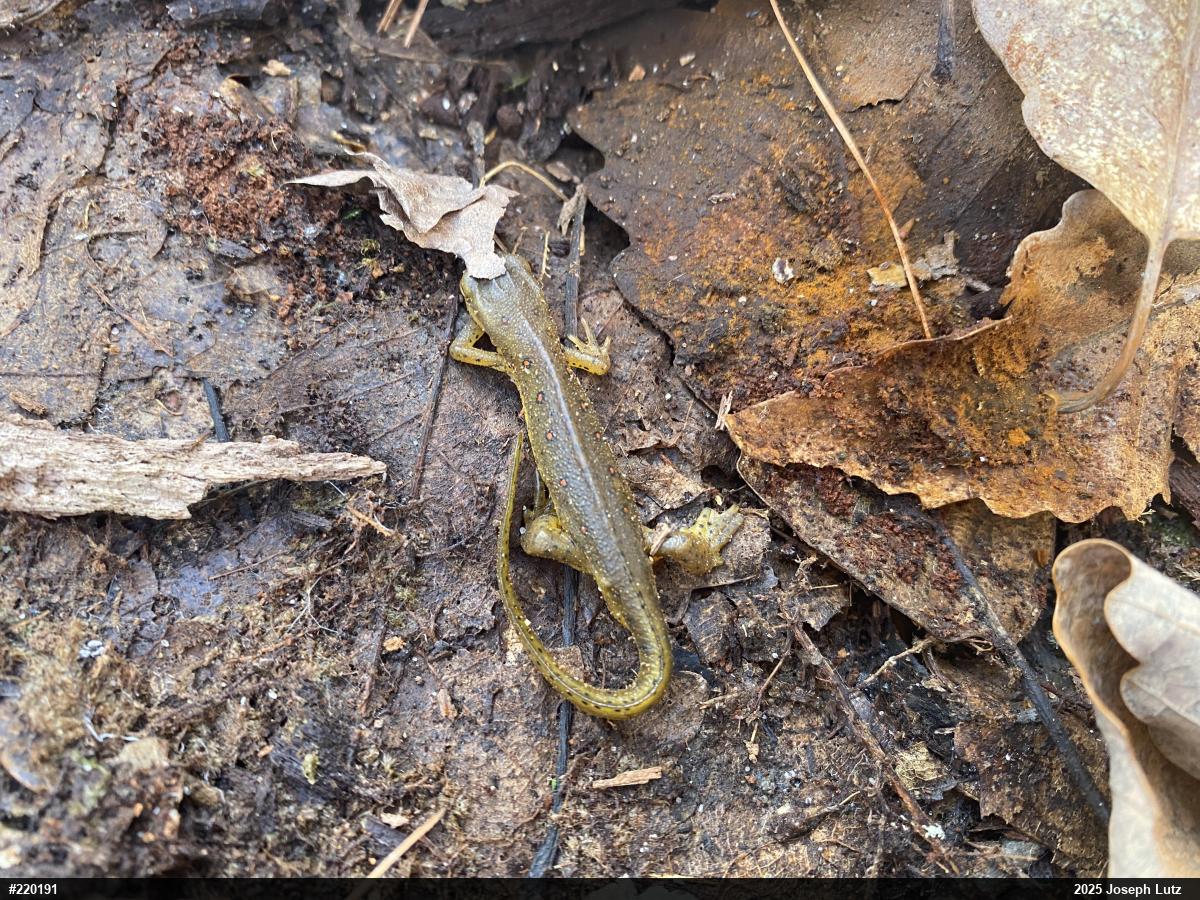 Red-spotted Newt