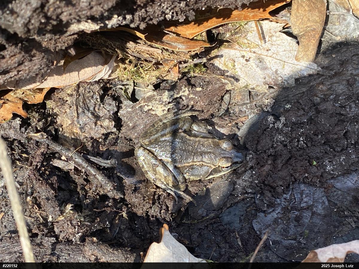 Wood Frog