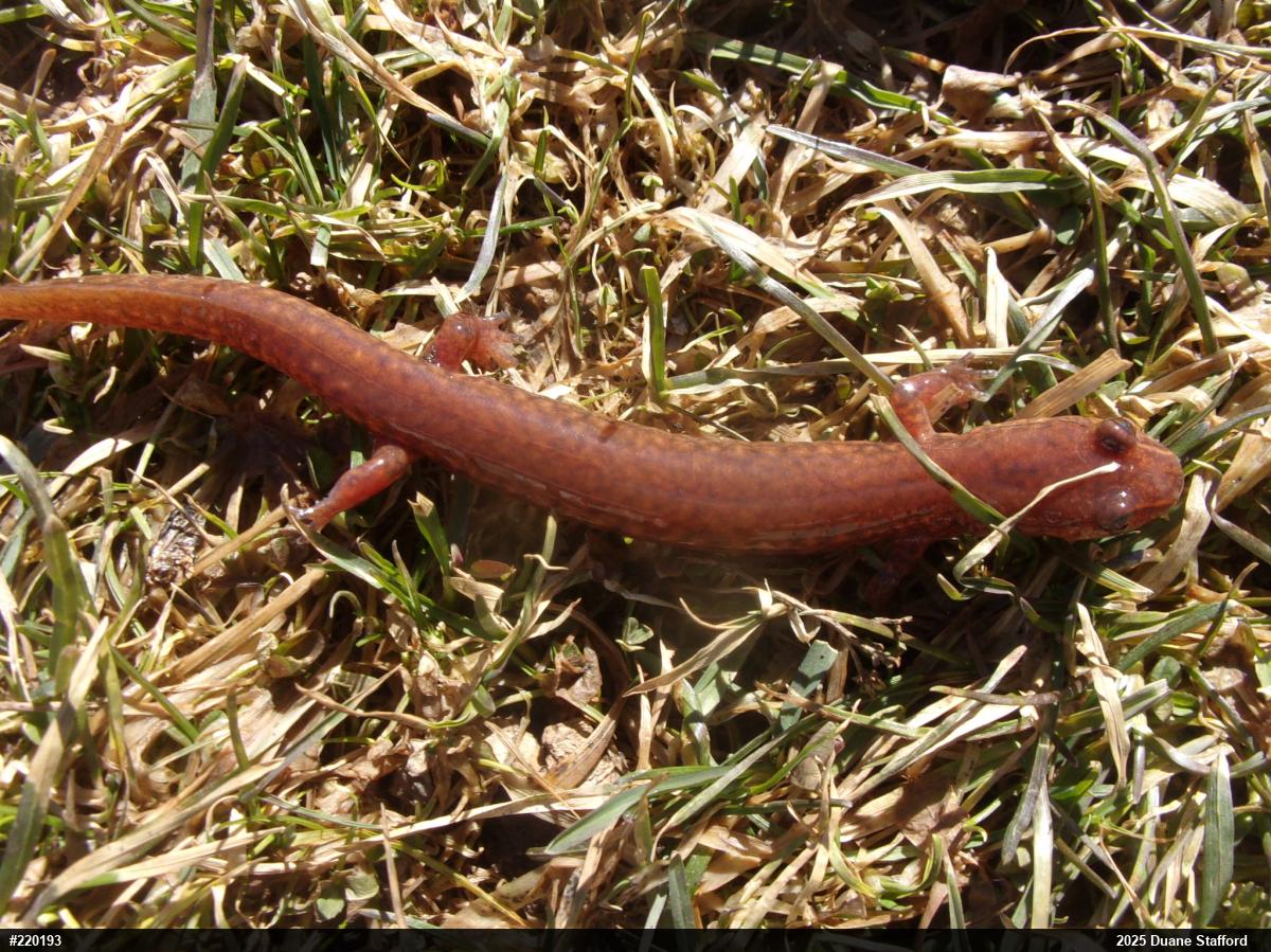 Northern Spring Salamander