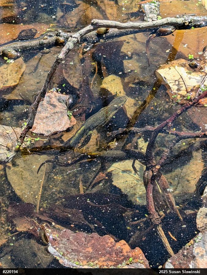 Red-spotted Newt