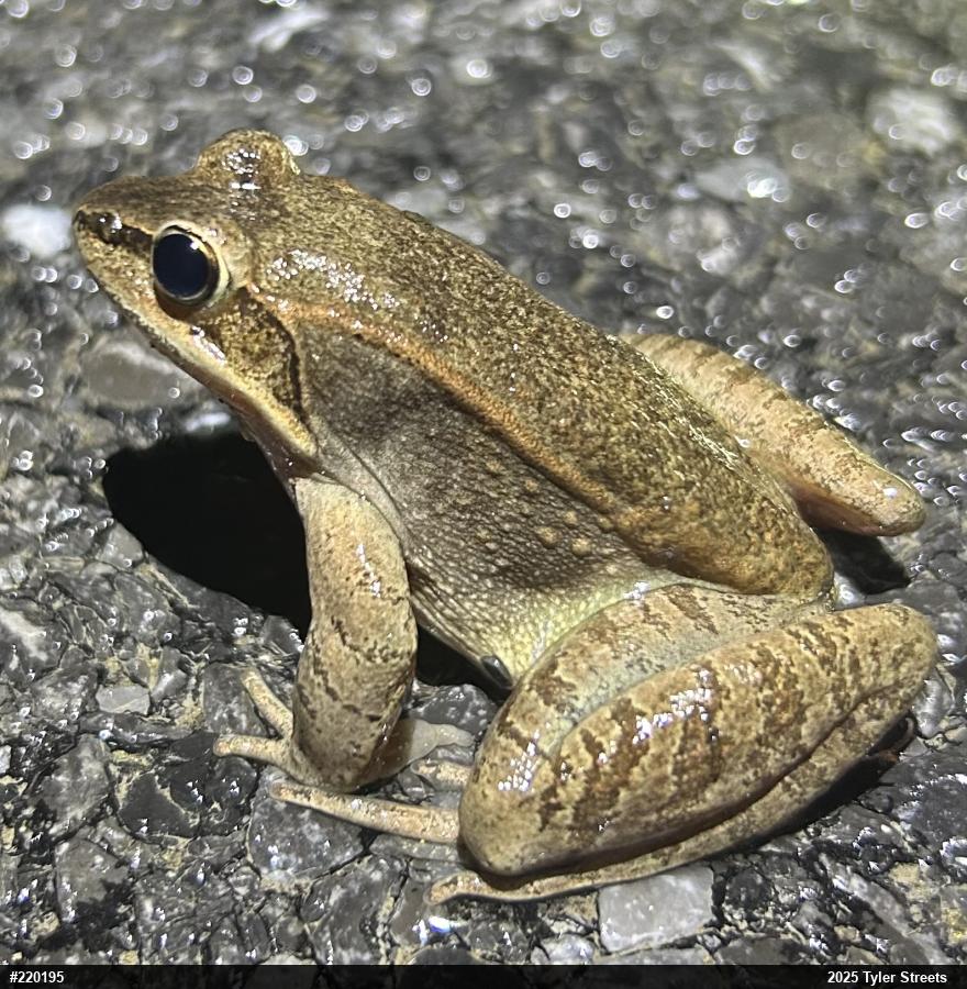 Wood Frog