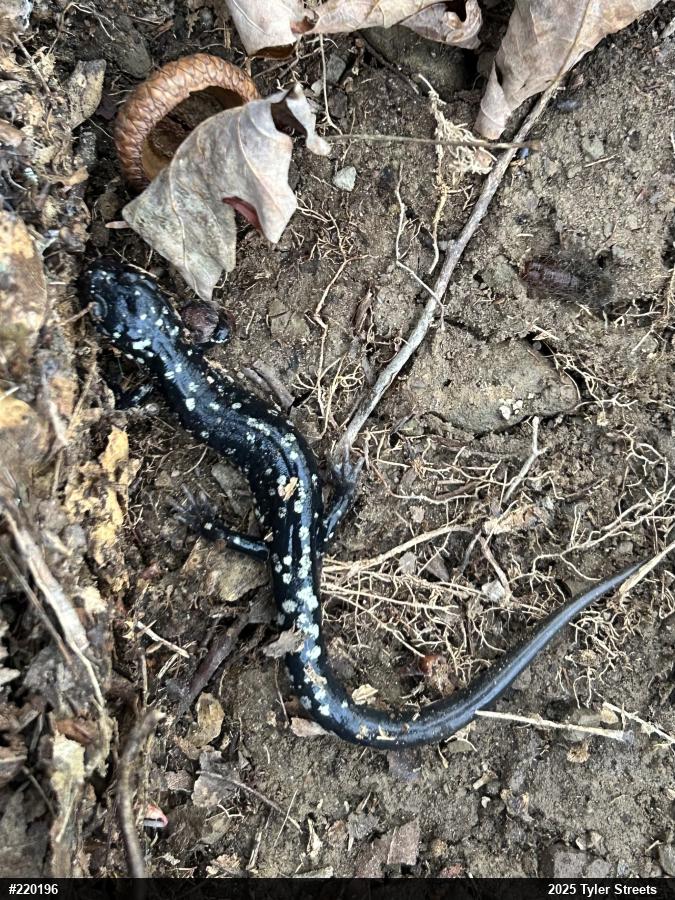 Northern Slimy Salamander