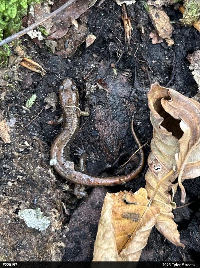 Allegheny Mountain Dusky Salamander